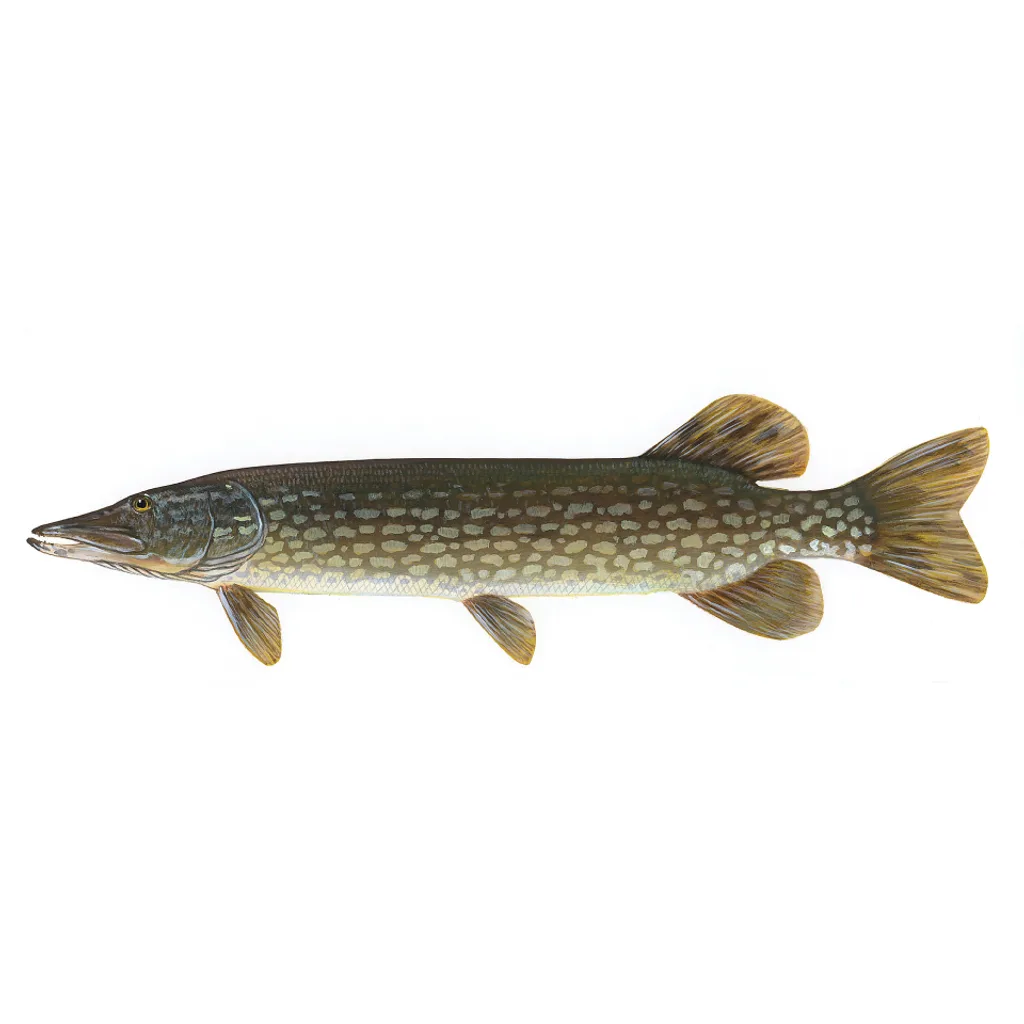 Štika